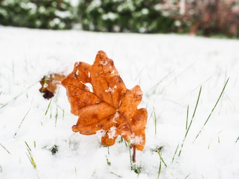 Brown oak tree leaf on lawn with a fresh layer of snow