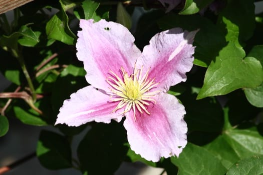 Closeup of a pink flowering clematis (Clematis)