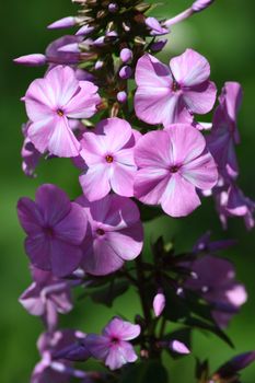 A pink flowering Phlox (Phlox)