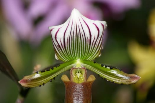 A close up of a beautiful multi-colored orchids bloom