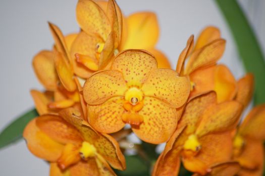 A close up of a beautiful yellow orchids bloom