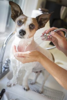 Cute Jack Russell Terrier Getting a Bath in the Kitchen Sink.