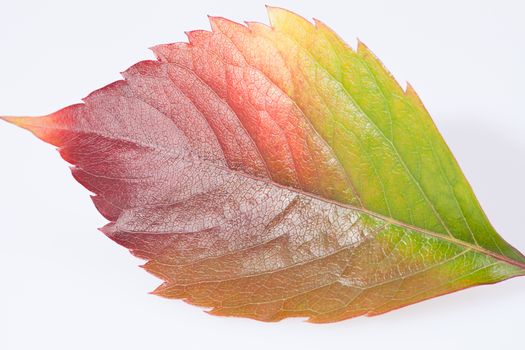 single autumn colorful leaf of parthenocissus on white background