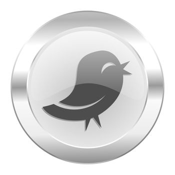 twitter chrome web icon isolated