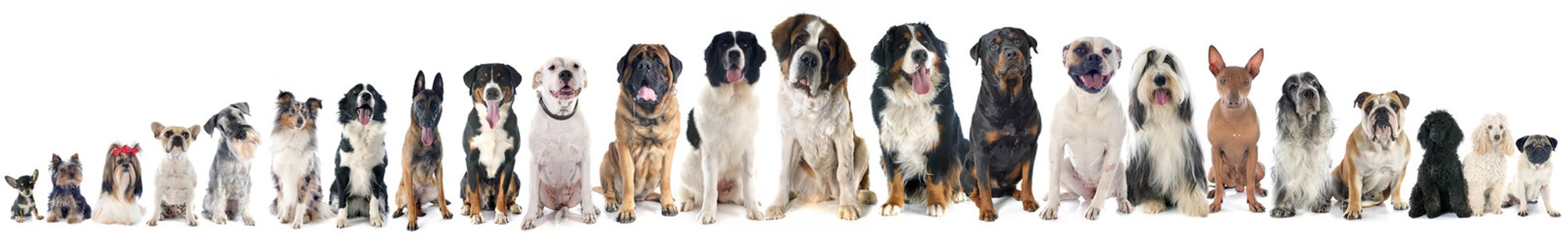 group of dogs of white background