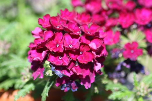 A red flowering Phlox (Phlox)