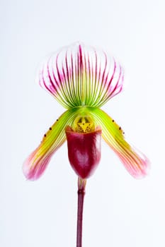  Paphiopedilum callosum (Rchb.f.)