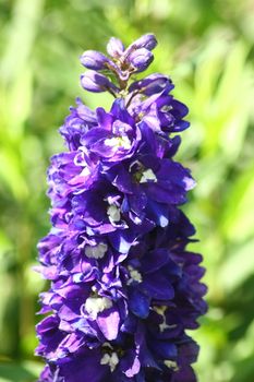 Close-up of a blue-flowered larkspur (Delphinium)