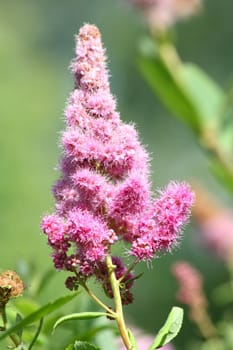 Cone-shaped flowers of a pink flowering shrub