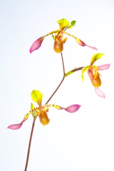 Paphiopedilum lowii