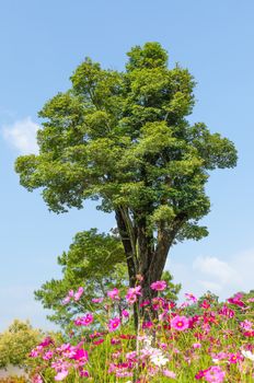 Big tree on a background of the blue sky with tiny cloud and flower
