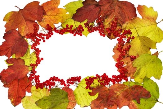 Frame from autumn leaves and berries of Viburnum isolated on white background