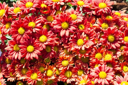 Fresh curl red chrysanthemum flower in garden