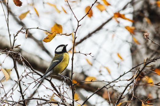Great Tit (Parus major) on a tree of dry leaves