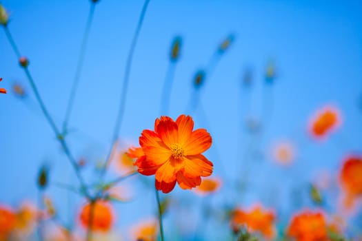 atural flowers in the sky as a backdrop.