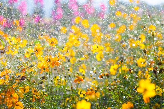 Flowers blooming in the rain the sun shines.