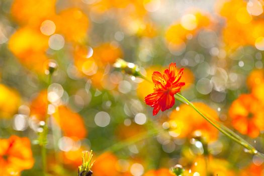 Flowers blooming in the rain the sun shines.