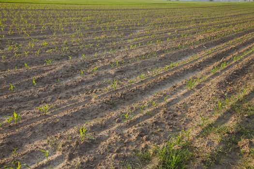 Agricultural field in late sunlight