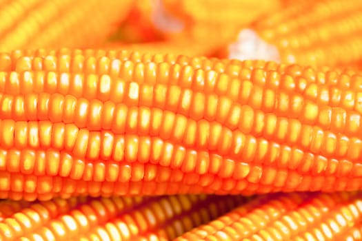 Yellow ripe corn collected in Thailand