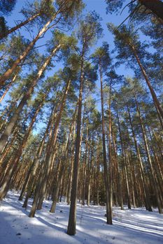 Forest detail with tall pine trees