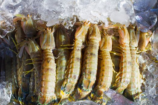 mantis shrimps - squilla mantis - offered on a fisher market