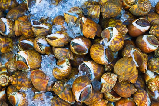 Display of shellfish , Brussels, Belgium