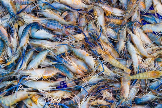 Close up of various kind of raw shrimps