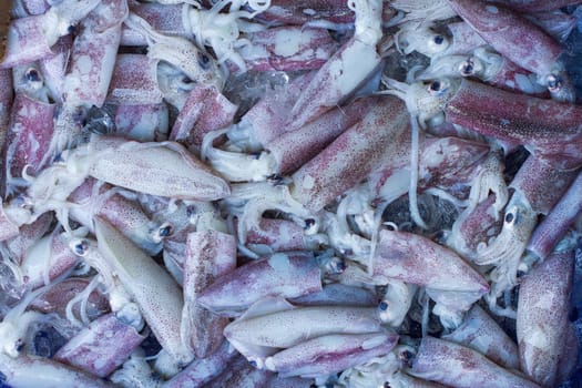 Fresh Squid lay on Tray . cover with Ice.crop frame. Top view shot.