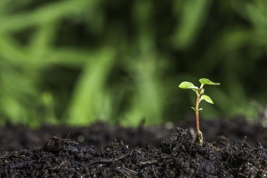 Close up of young plant sprouting from the ground with green bokeh background