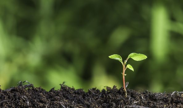 Close up of plant sprouting from the ground with vivid green bokeh background