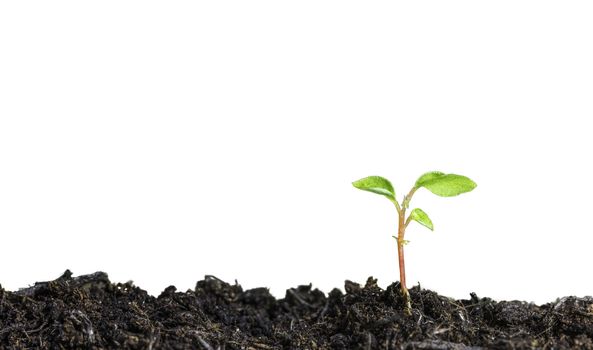 Close up of a young plant sprouting from the ground on white background