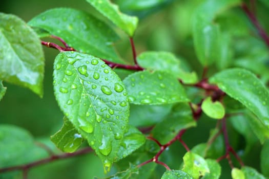Macro tree branch with raindrops, dew on leaves close-up photography. Green garden after the rain.