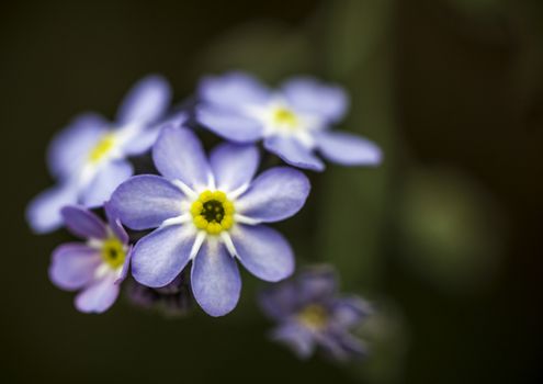 Closeup of a Pretty Blue Purple and Yellow Flower with Dark Green Bokeh Background