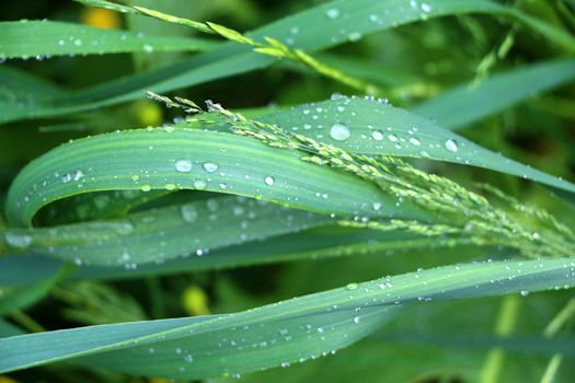 Wet green garden after the rain, morning dew on grass close-up photography. Meadow with raindrops macro photo.