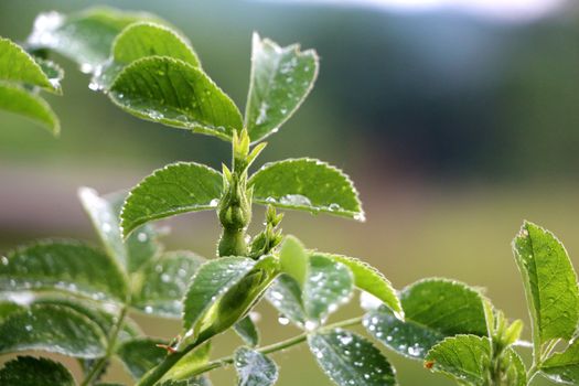 Macro rose bush with raindrops in sunlight, dew on tree leaves close-up photography. Green garden after the rain.