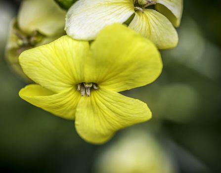 Closeup of a Yellow Flower With Green Bokeh Background
