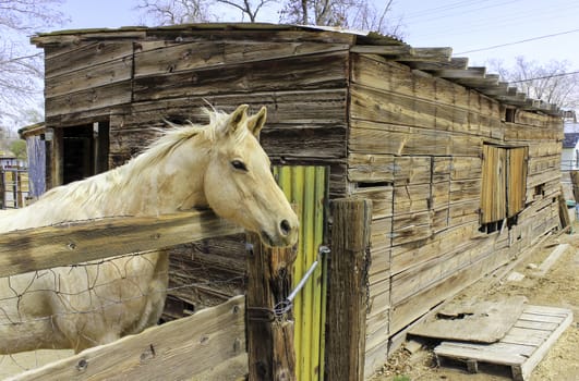 A beautiful sandy/fair colored horse standing in front of its stable