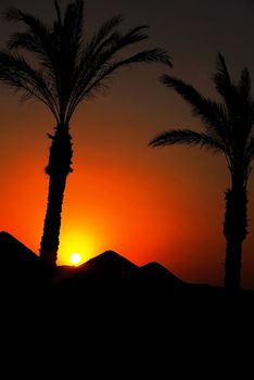 beautiful sunset and palm trees  in Egypt