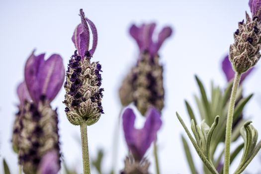 Closeup of Lavender Flower With Bokeh Background