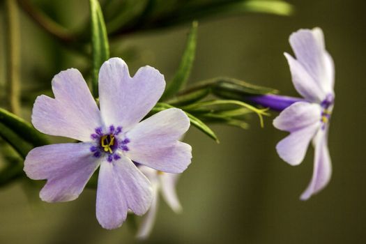 Closeup of a Pretty Pink and Purple Flower with Green Bokeh Background