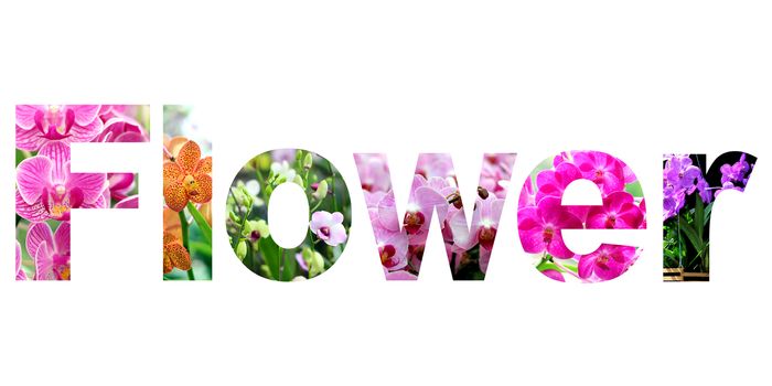 word flower on white background 