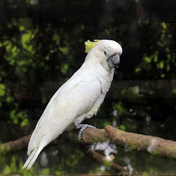 white sulphur crested cockatoo cacatua galerita