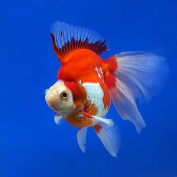 beautiful goldfish in the aquarium      