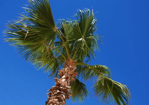 one green date palm tree over blue sky