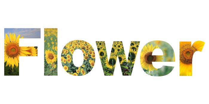 word flower on white background 