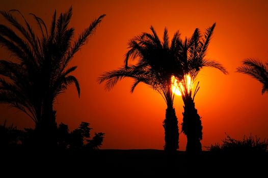 beautiful orange sunset between palm trees  in Egypt