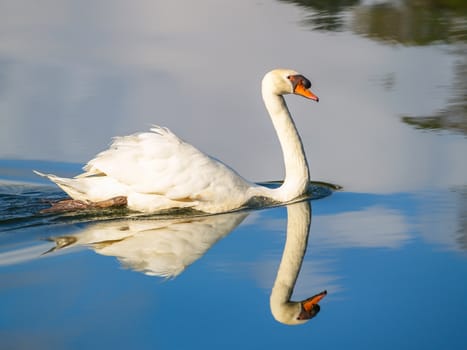 swan on blue lake water or pond with reflex shadow