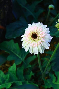 The gerbera have white color in full bloom.