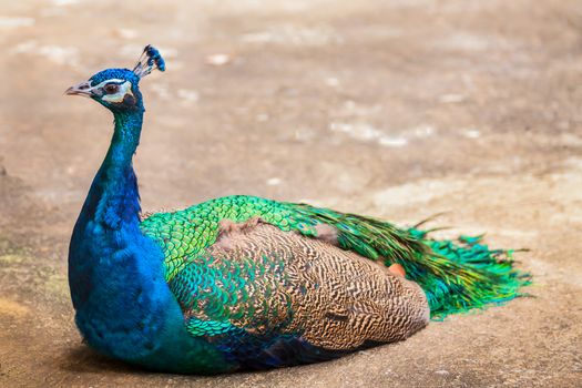 portrait of beautiful peacock