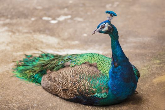 beautiful peacock lay down